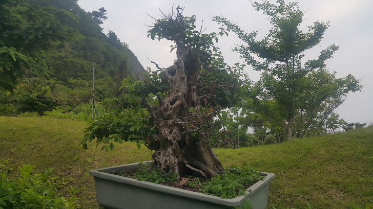 <울릉도 3박 4일 2부 "울릉예림원"> 울릉도 추천 관광지. 사진찍기 좋은 곳. 조경공원. 작업 사진 34