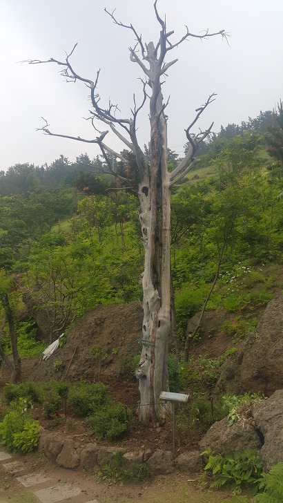 <울릉도 3박 4일 2부 "울릉예림원"> 울릉도 추천 관광지. 사진찍기 좋은 곳. 조경공원. 작업 사진 36