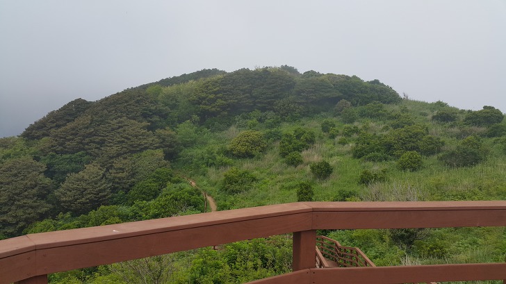 <울릉도 3박 4일 3부> 울릉도 해안도로 탐방. 관음도. 나리분지 원시림. 작업 사진 38