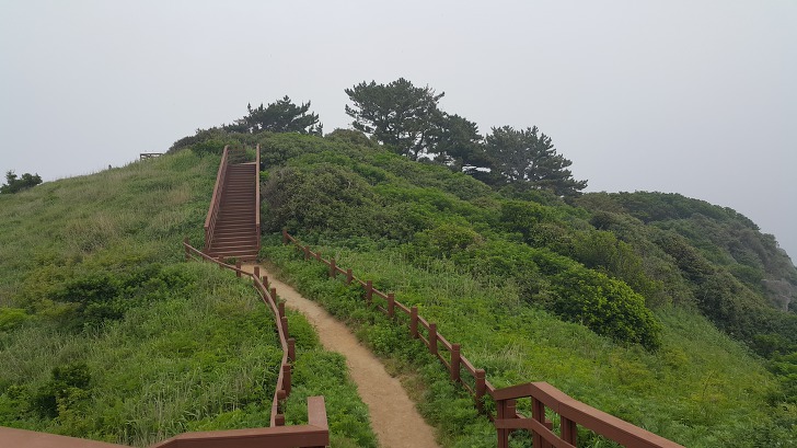<울릉도 3박 4일 3부> 울릉도 해안도로 탐방. 관음도. 나리분지 원시림. 작업 사진 39