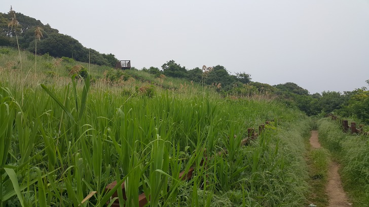 <울릉도 3박 4일 3부> 울릉도 해안도로 탐방. 관음도. 나리분지 원시림. 작업 사진 40