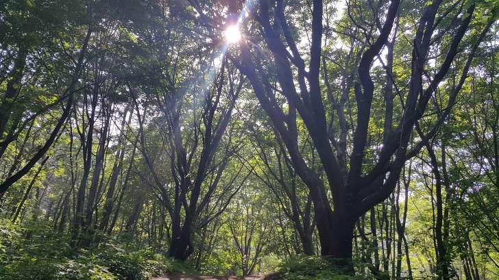 <울릉도 3박 4일 3부> 울릉도 해안도로 탐방. 관음도. 나리분지 원시림. 작업 사진 51