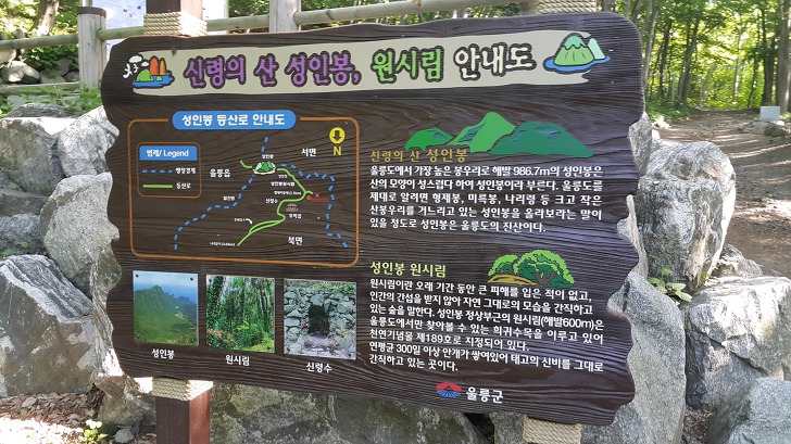 <울릉도 3박 4일 3부> 울릉도 해안도로 탐방. 관음도. 나리분지 원시림. 작업 사진 52