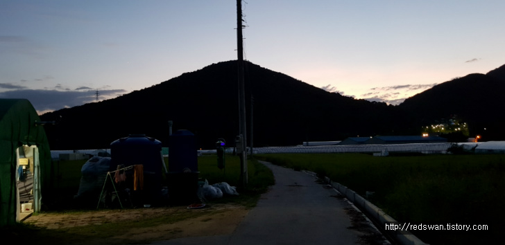 팔공산 미나리 청유농원. 내년에 판매할 미나리 씨 뿌리기 작업 사진 9