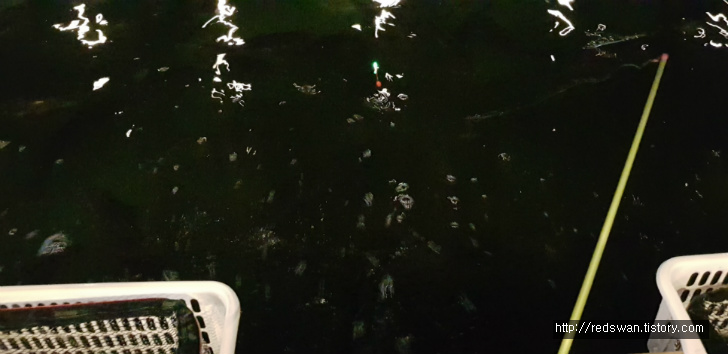 대구 두류동 광장코아 팡팡낚시카페. 실내에서 즐기는 낚시 작업 사진 7