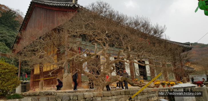 고창 선운산 선운사 단풍놀이. 10월달에 갔어야 했는디.. 작업 사진 11