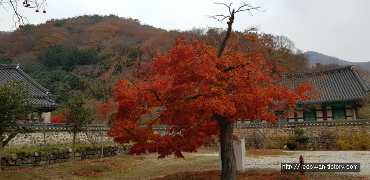 고창 선운산 선운사 단풍놀이. 10월달에 갔어야 했는디.. 작업 사진 16