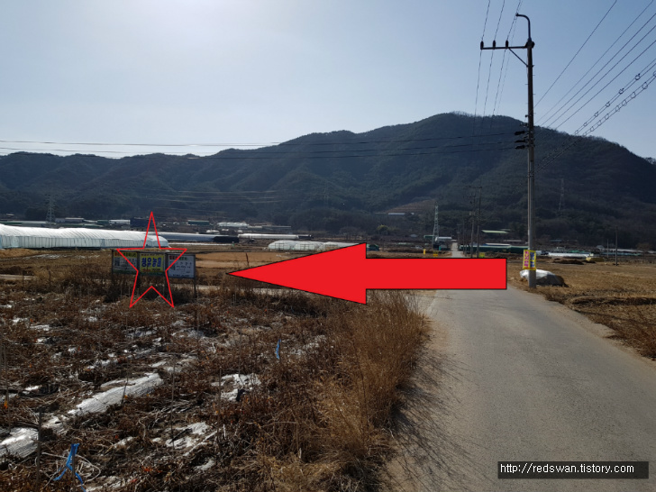 대구 팔공산 친환경 미나리 재배단지 청유농원. 미나리 판매. 작업 사진 5