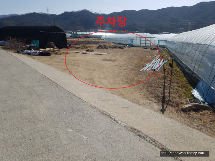 대구 팔공산 친환경 미나리 재배단지 청유농원. 미나리 판매. 작업 사진 7