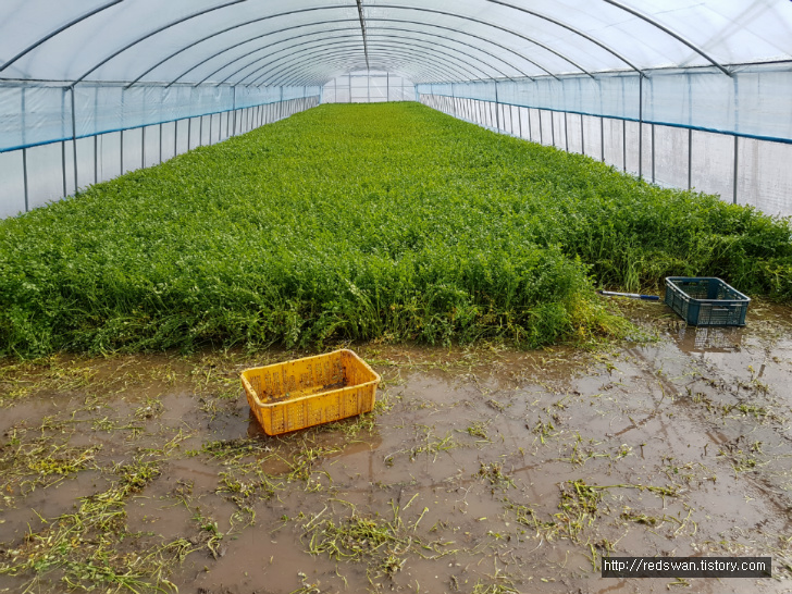 대구 팔공산 미나리 판매. 스마트 스토어 등록. 대구지역 당일 배달. 작업 사진 2