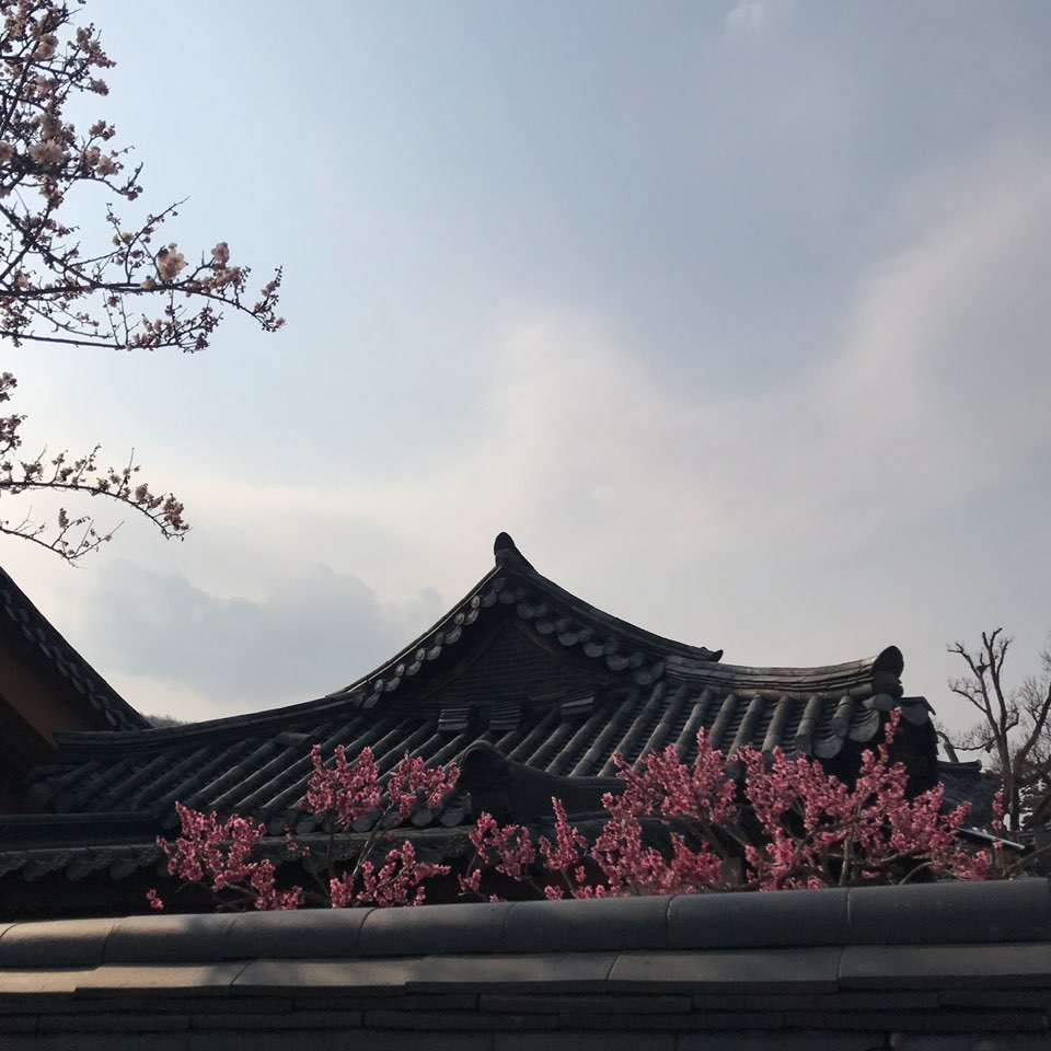 대구 3월달 매화꽃 사진 찍기 좋은 곳. 남평문씨본리세거지. 작업 사진 4