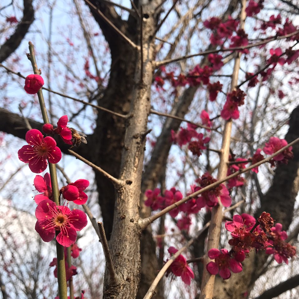 대구 3월달 매화꽃 사진 찍기 좋은 곳. 남평문씨본리세거지. 작업 사진 7
