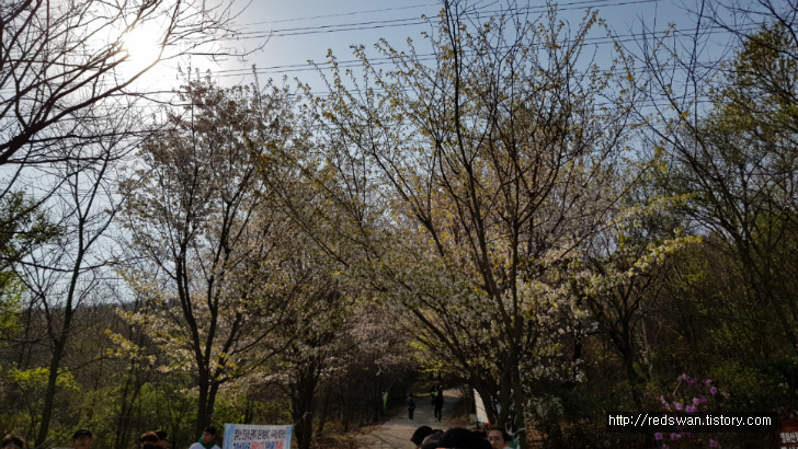 전남 여수 영취산 진달래 꽃놀이 작업 사진 3