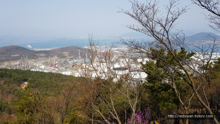 전남 여수 영취산 진달래 꽃놀이 작업 사진 5