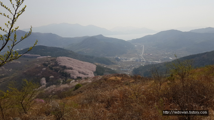 전남 여수 영취산 진달래 꽃놀이 작업 사진 6
