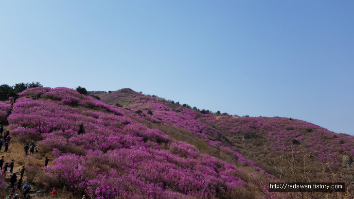 전남 여수 영취산 진달래 꽃놀이 작업 사진 7