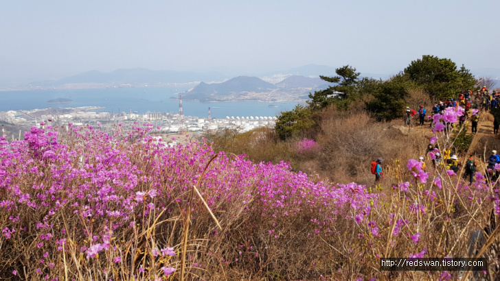 전남 여수 영취산 진달래 꽃놀이 작업 사진 10