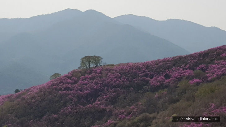 전남 여수 영취산 진달래 꽃놀이 작업 사진 11