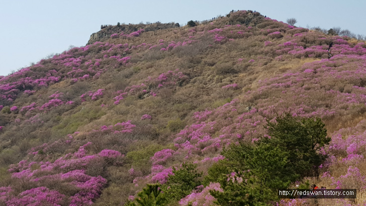 전남 여수 영취산 진달래 꽃놀이 작업 사진 12