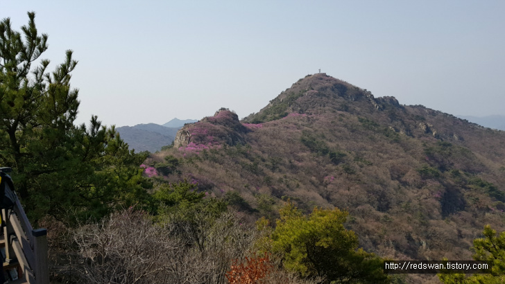 전남 여수 영취산 진달래 꽃놀이 작업 사진 13