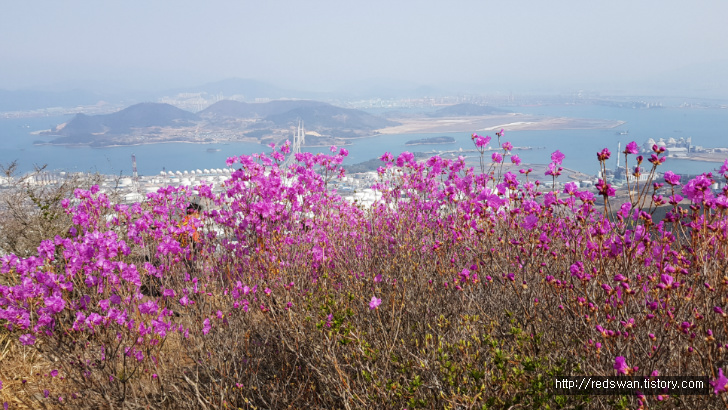전남 여수 영취산 진달래 꽃놀이 작업 사진 14