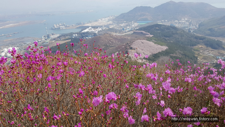 전남 여수 영취산 진달래 꽃놀이 작업 사진 15