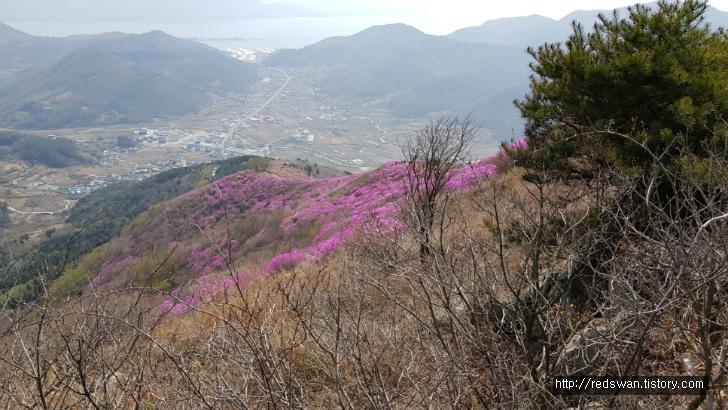 전남 여수 영취산 진달래 꽃놀이 작업 사진 16