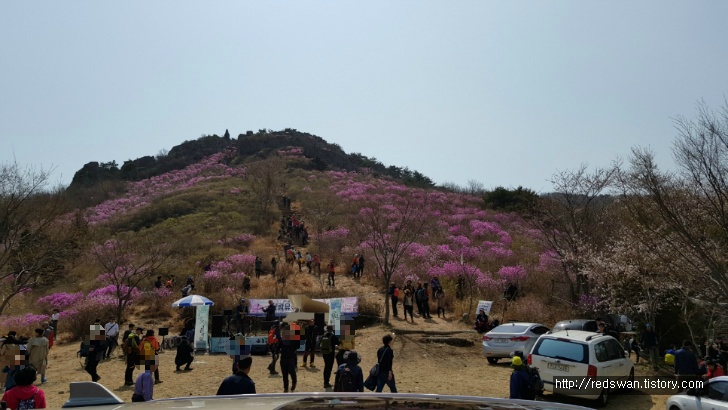 전남 여수 영취산 진달래 꽃놀이 작업 사진 19