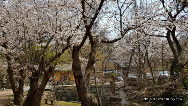 전남 여수 영취산 진달래 꽃놀이 작업 사진 21